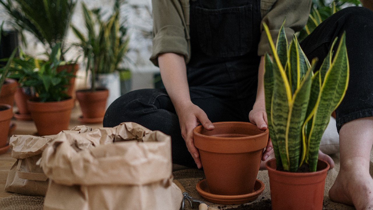 cosas que debes evitar macetas