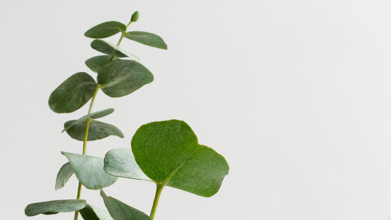 aromatizante olor orina gato