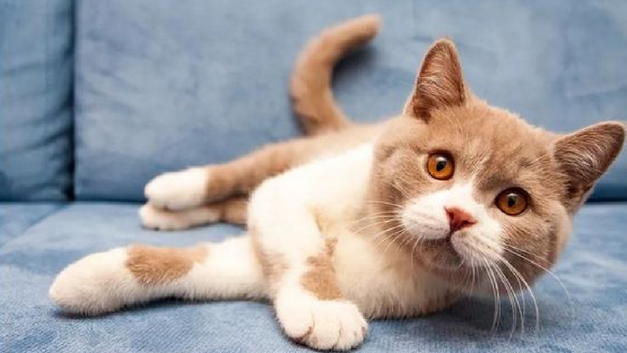 aromatizante olor a pipi gato