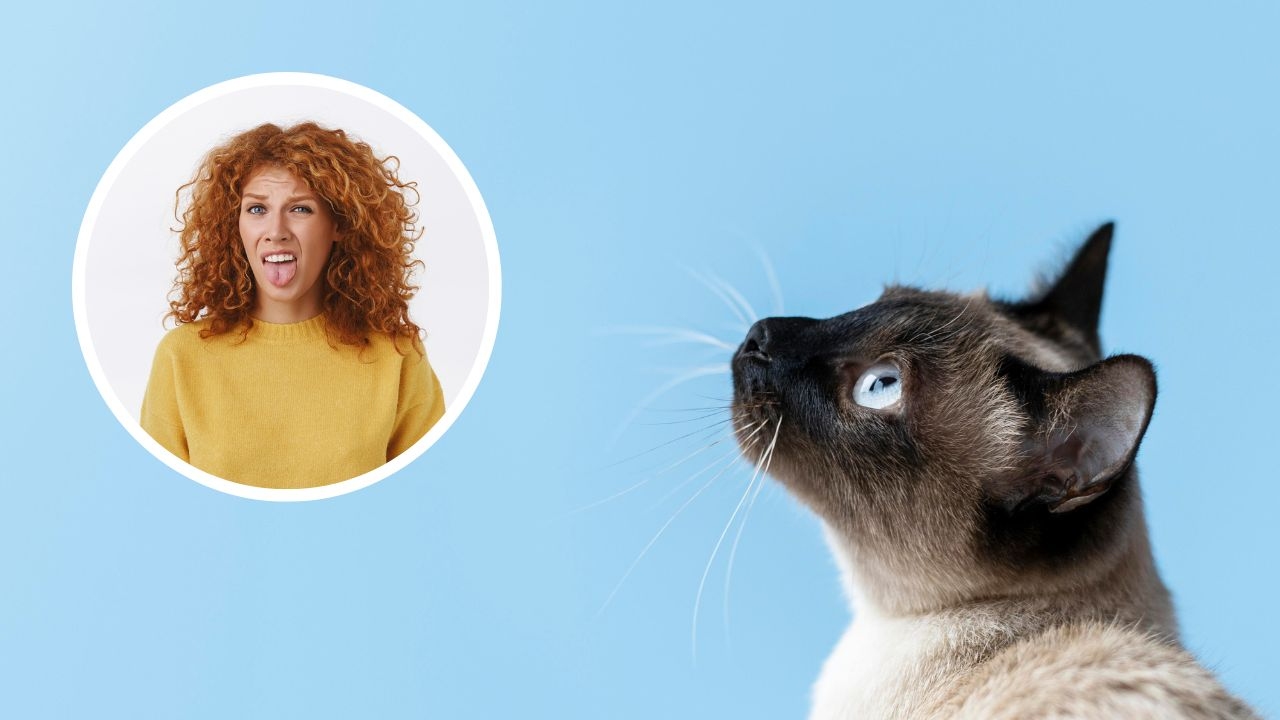 aromatizante casero olor a pipi