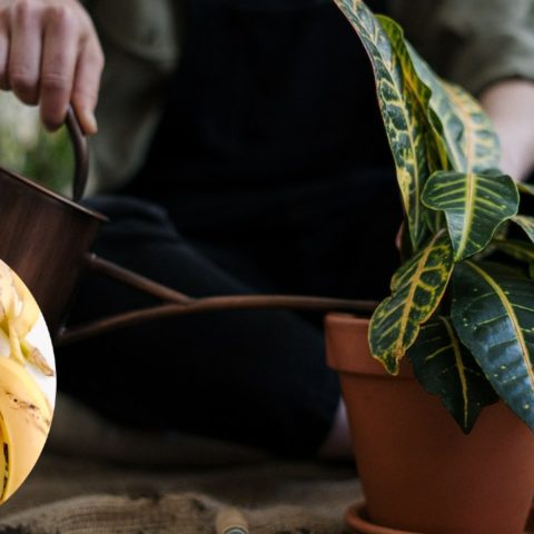 limpiar las hojas de tus plantas