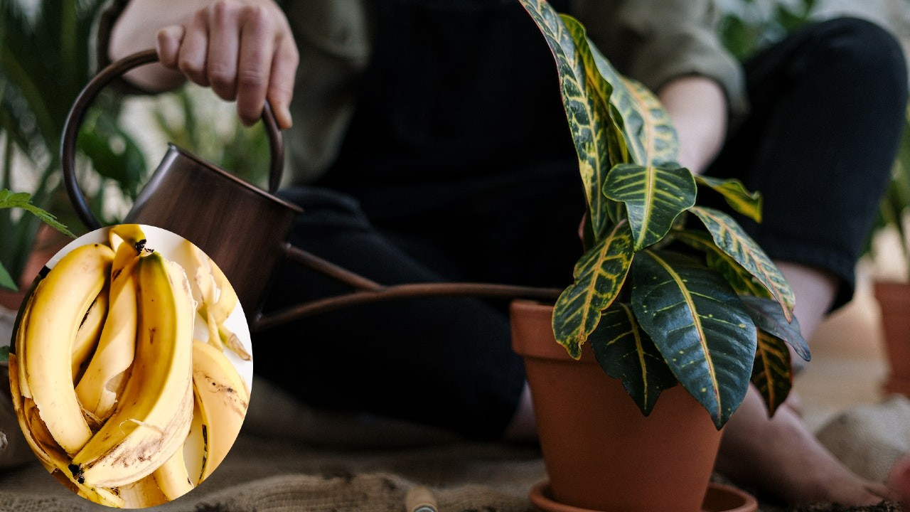 limpiar las hojas de tus plantas
