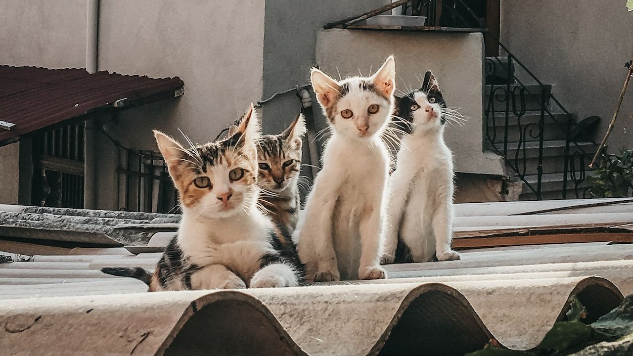 aleja a los gatos de tu techo