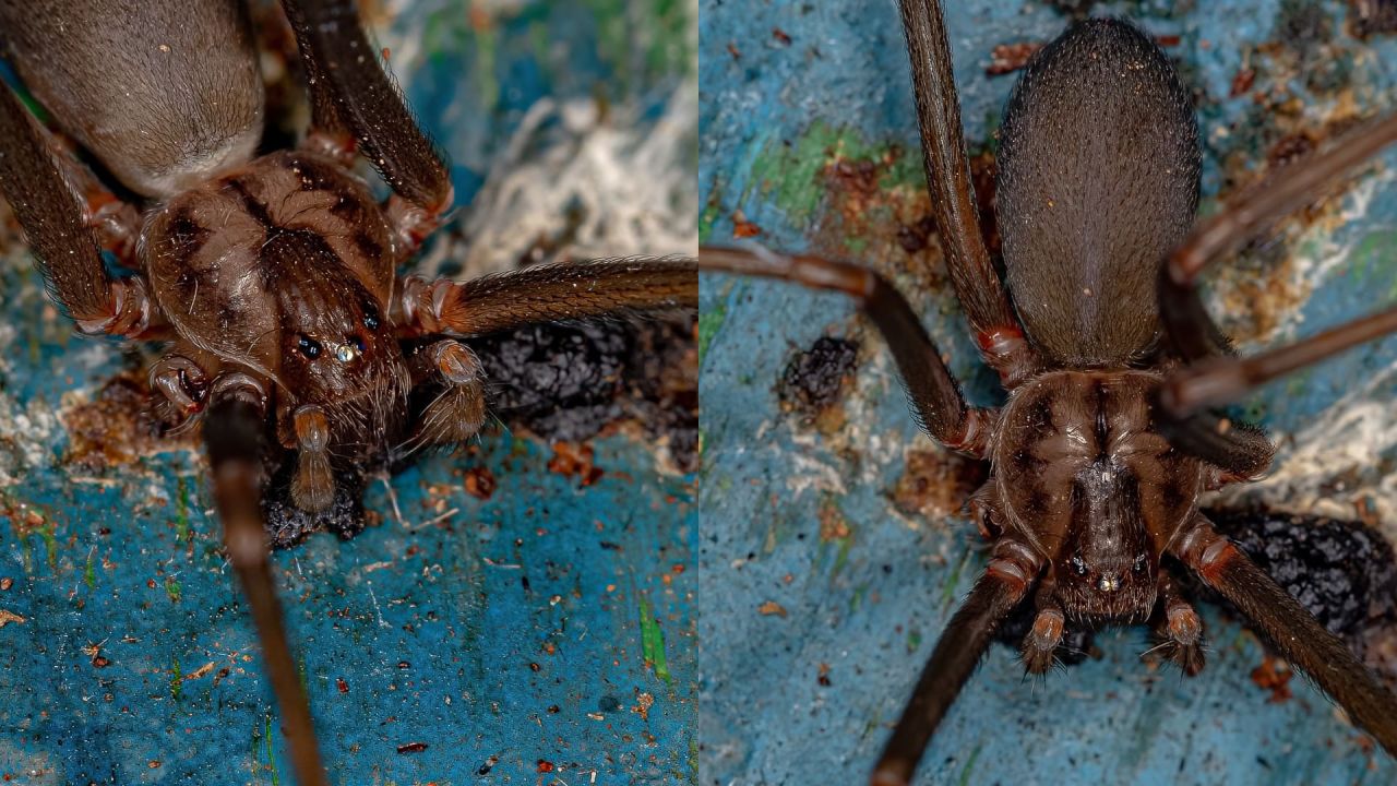 Cómo evitar que entre a tu casa la araña violinista