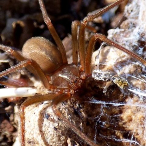 Cómo evitar que entre a tu casa la araña violinista