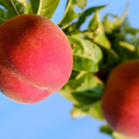 Germinar y sembrar un árbol de durazno