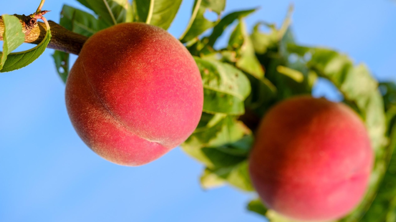 Germinar y sembrar un árbol de durazno