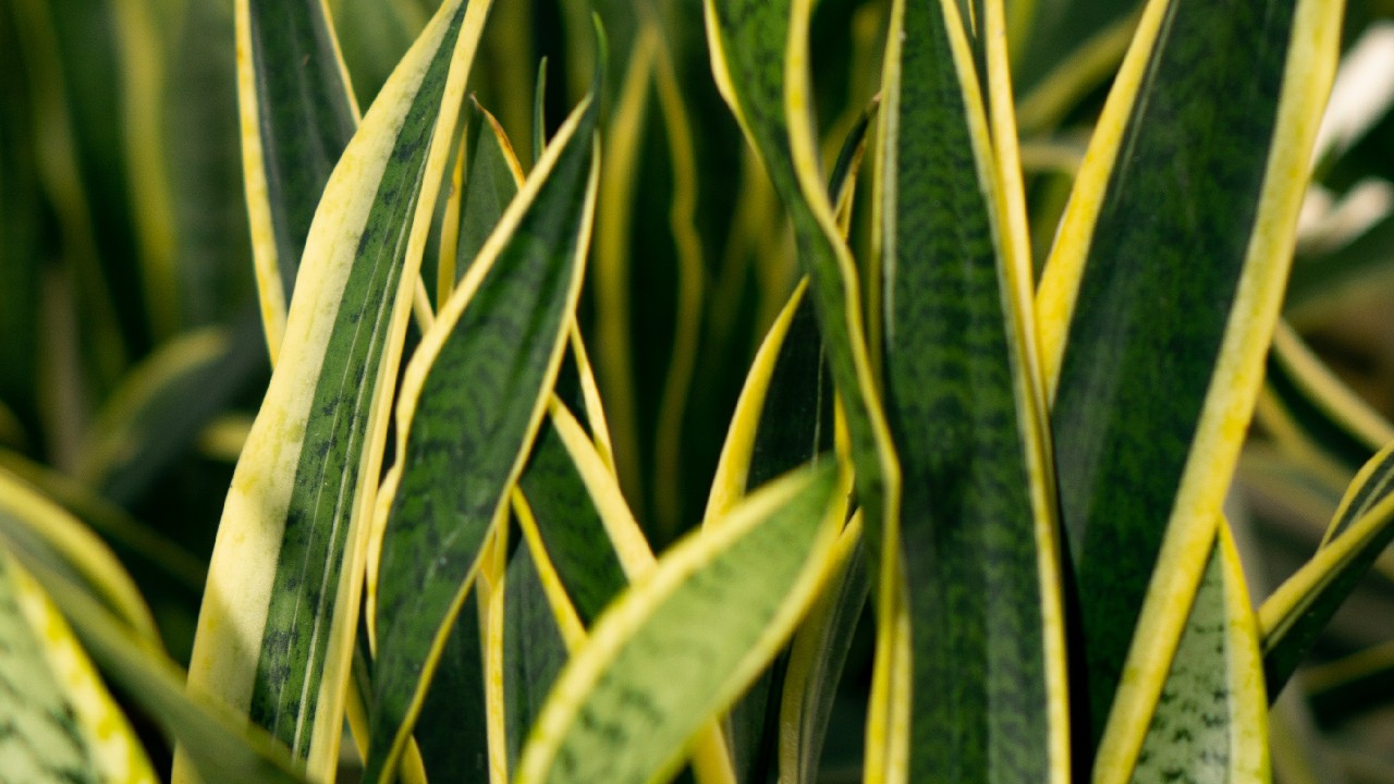 beneficios te de lengua de suegra