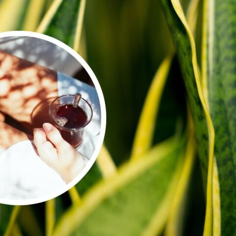 como hacer te de lengua de suegra