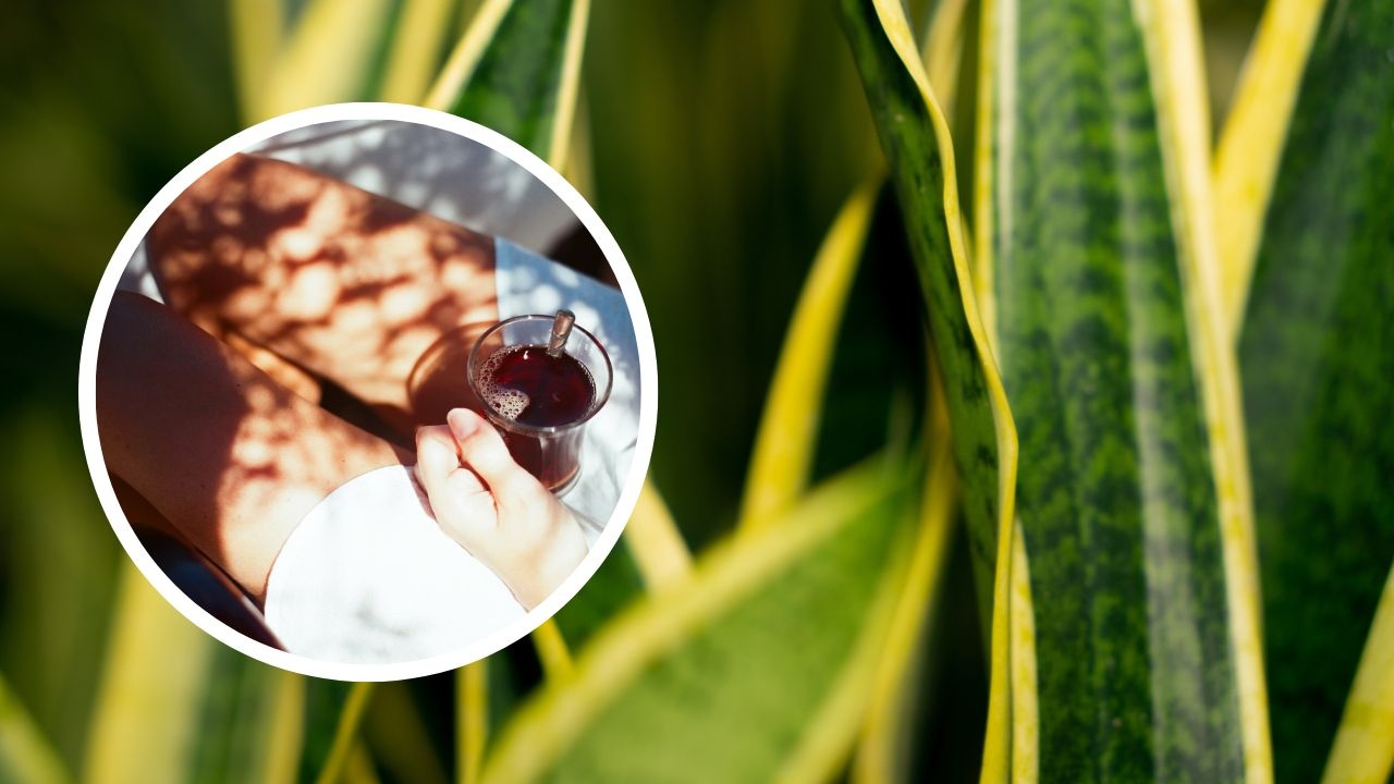 como hacer te de lengua de suegra