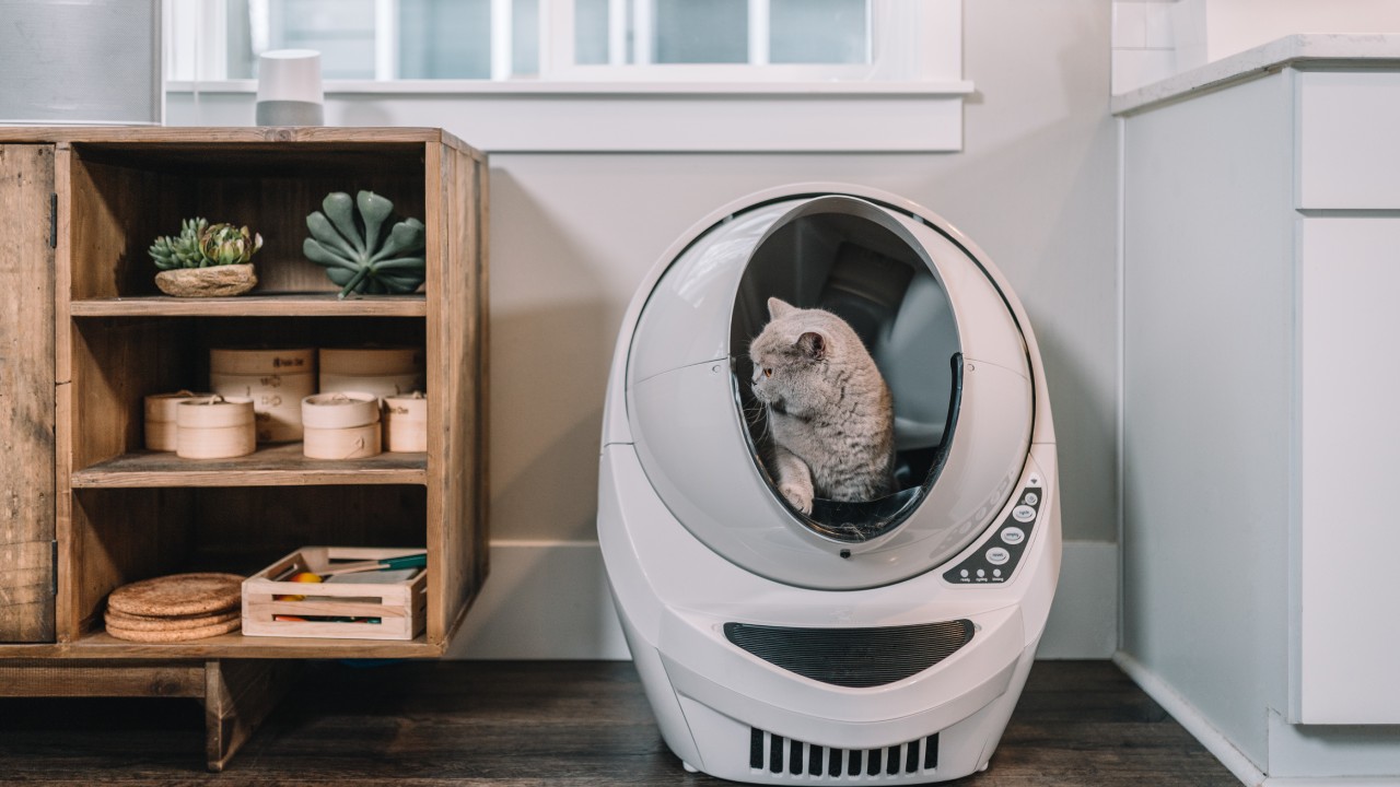 Cómo limpiar el arenero de gato