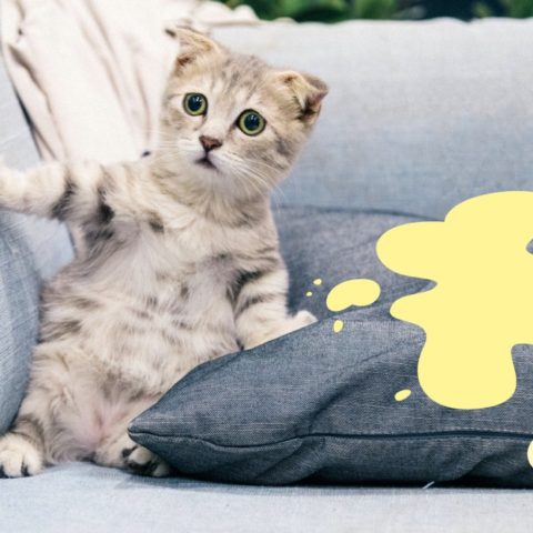 limpiar la orina de gato de los sillones