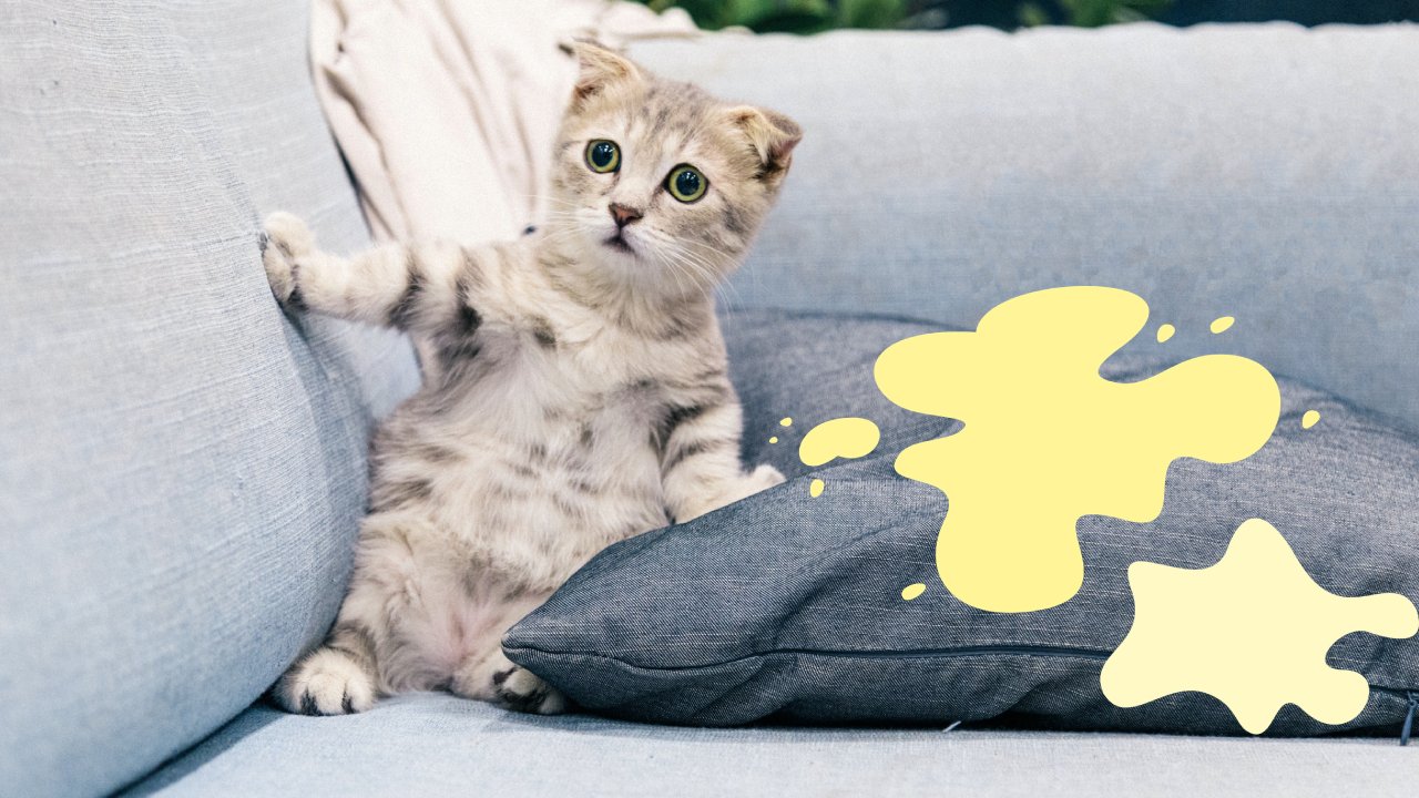 limpiar la orina de gato de los sillones