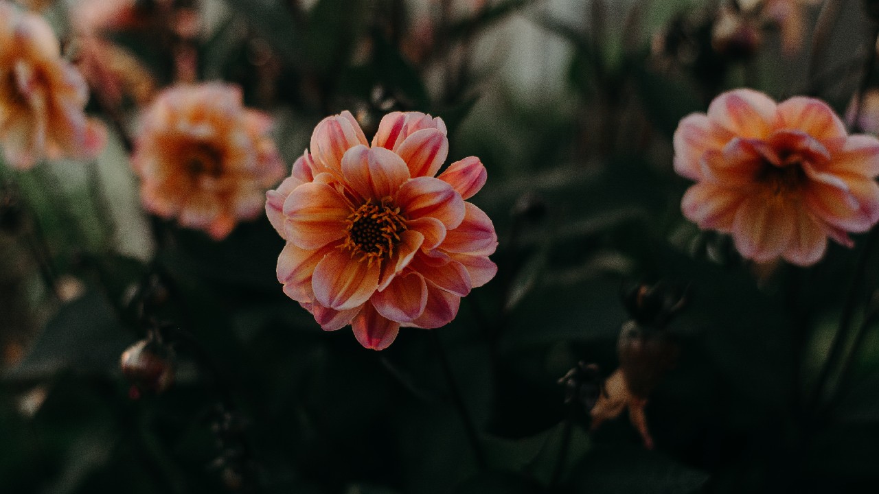 como evitar plantas pierdan hojas otono