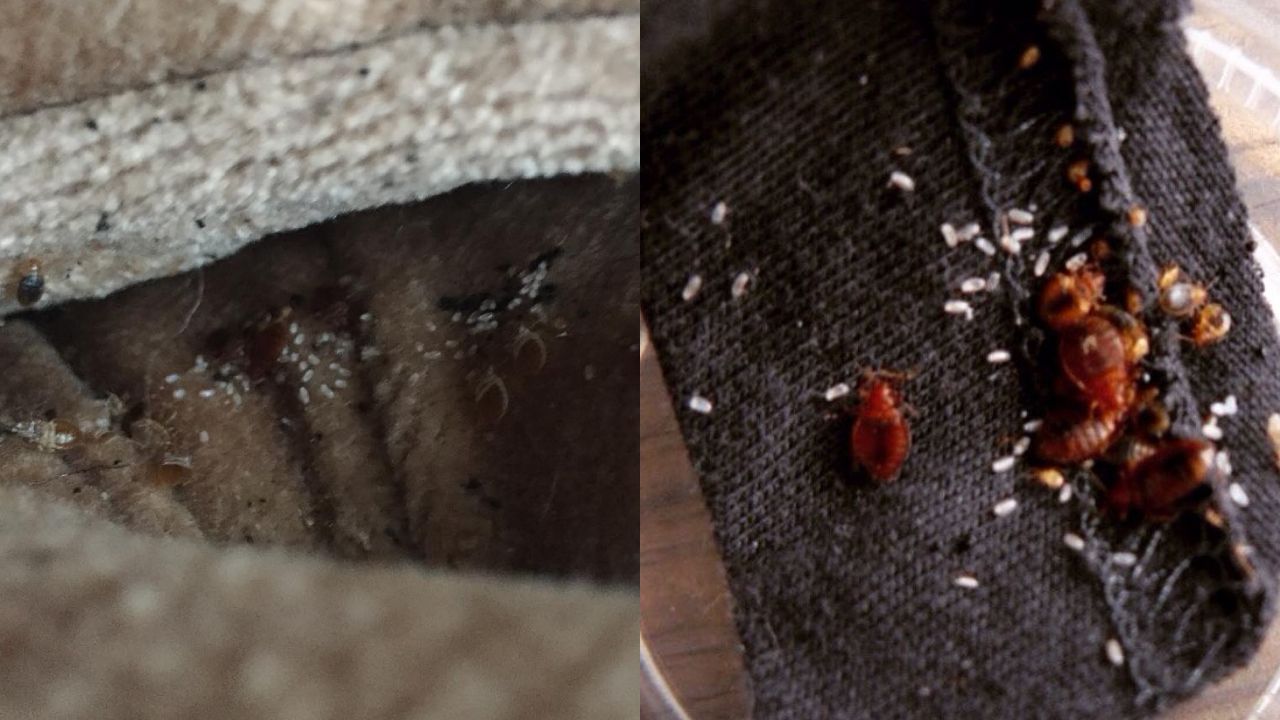 Huevos de chinches de cama