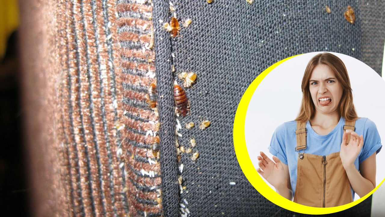 Huevos de chinches de cama