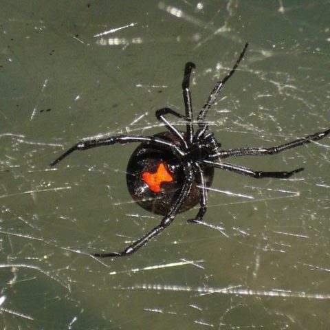 Las arañas más venenosas de México