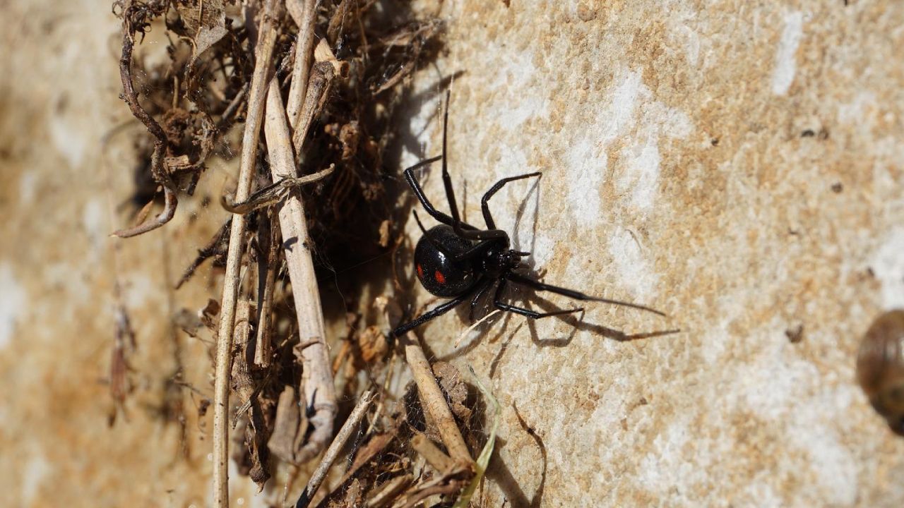 Las arañas más venenosas de México