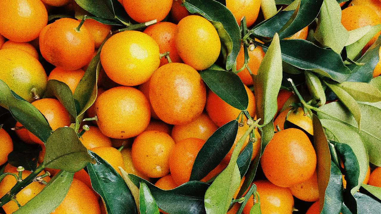 temporada de mandarina