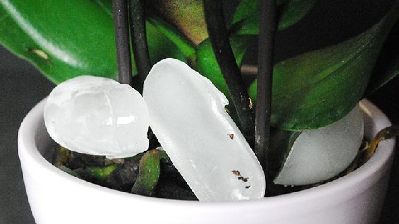 metodo con hielo plantas marchitas