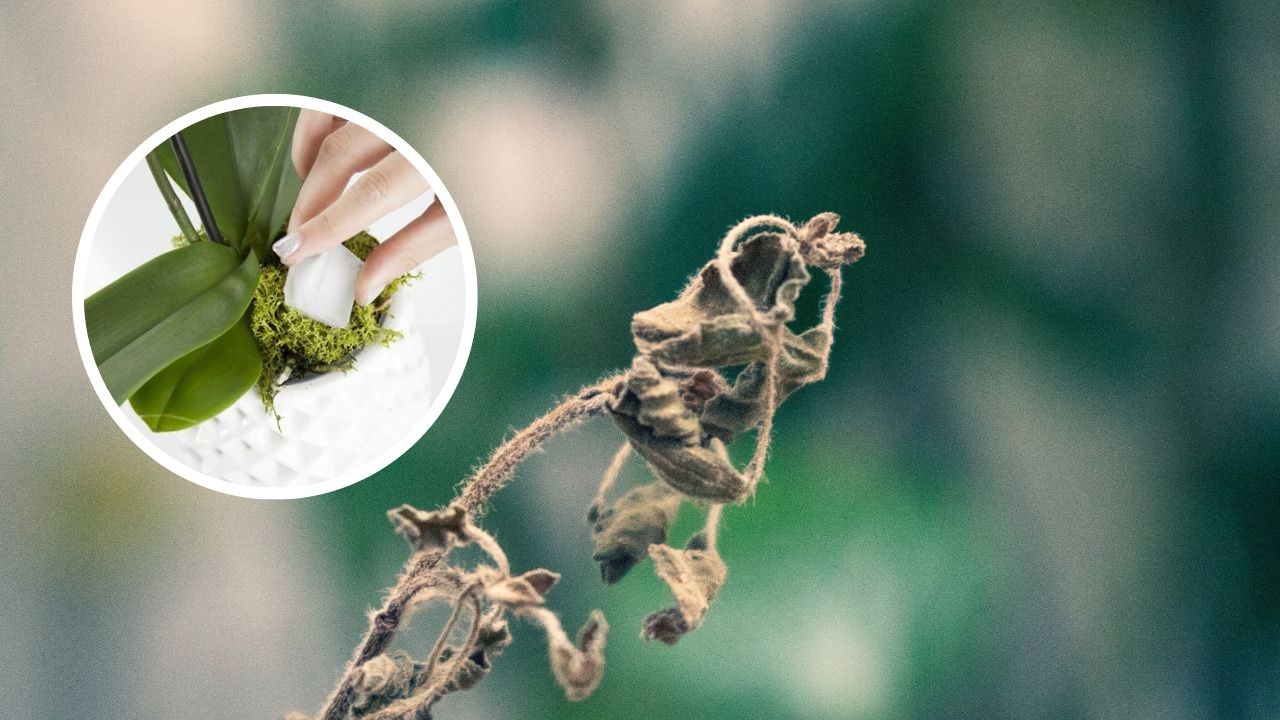 hielo para revivir plantas