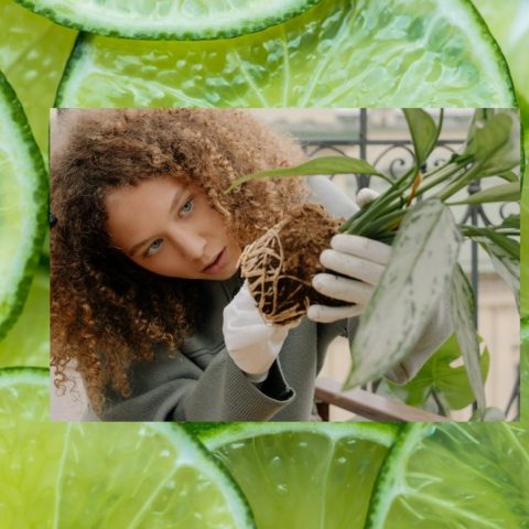 truco con limones exprimidos