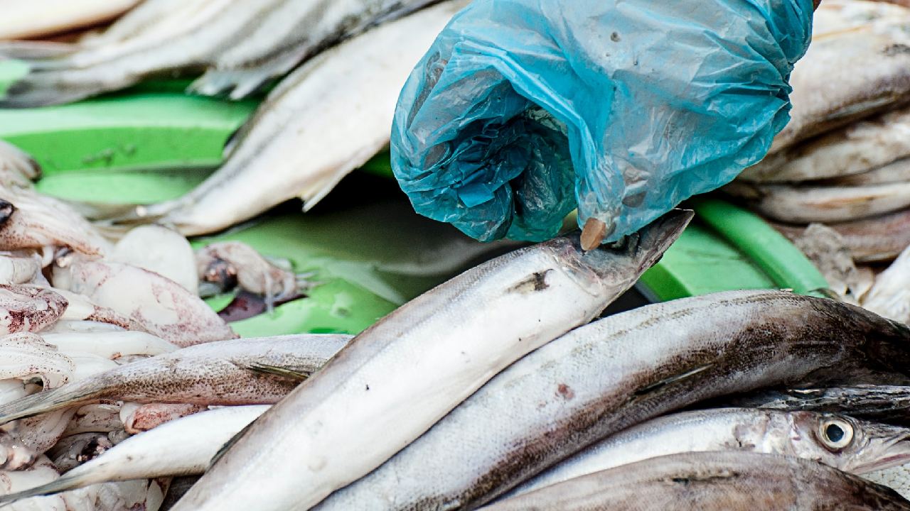 comprar pescado lunes