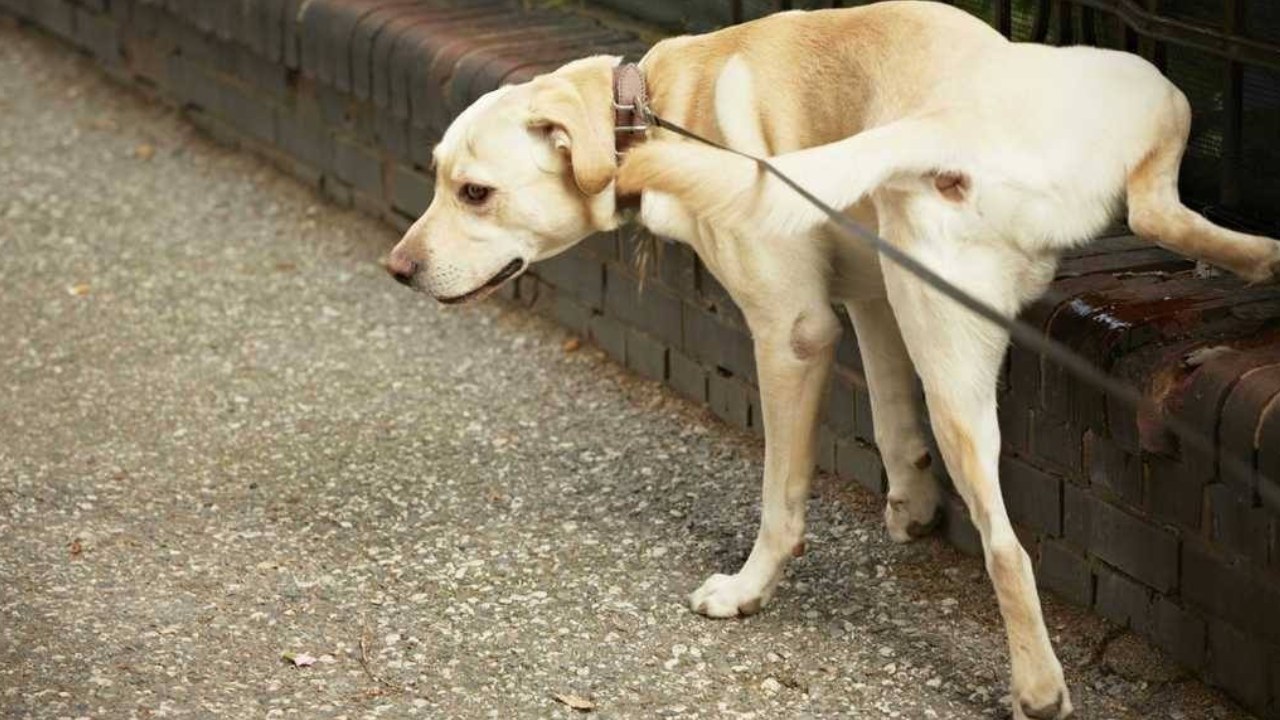 Evitar que los perros orinen en tu puerta