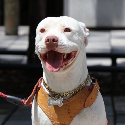 festival de perritos cdmx