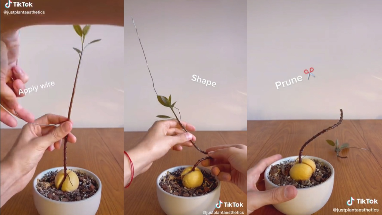 árbol bonsái con hueso de aguacate