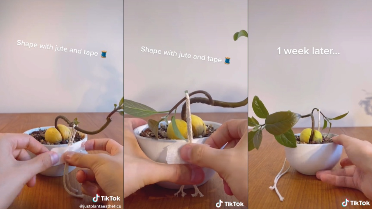 árbol bonsái con hueso de aguacate