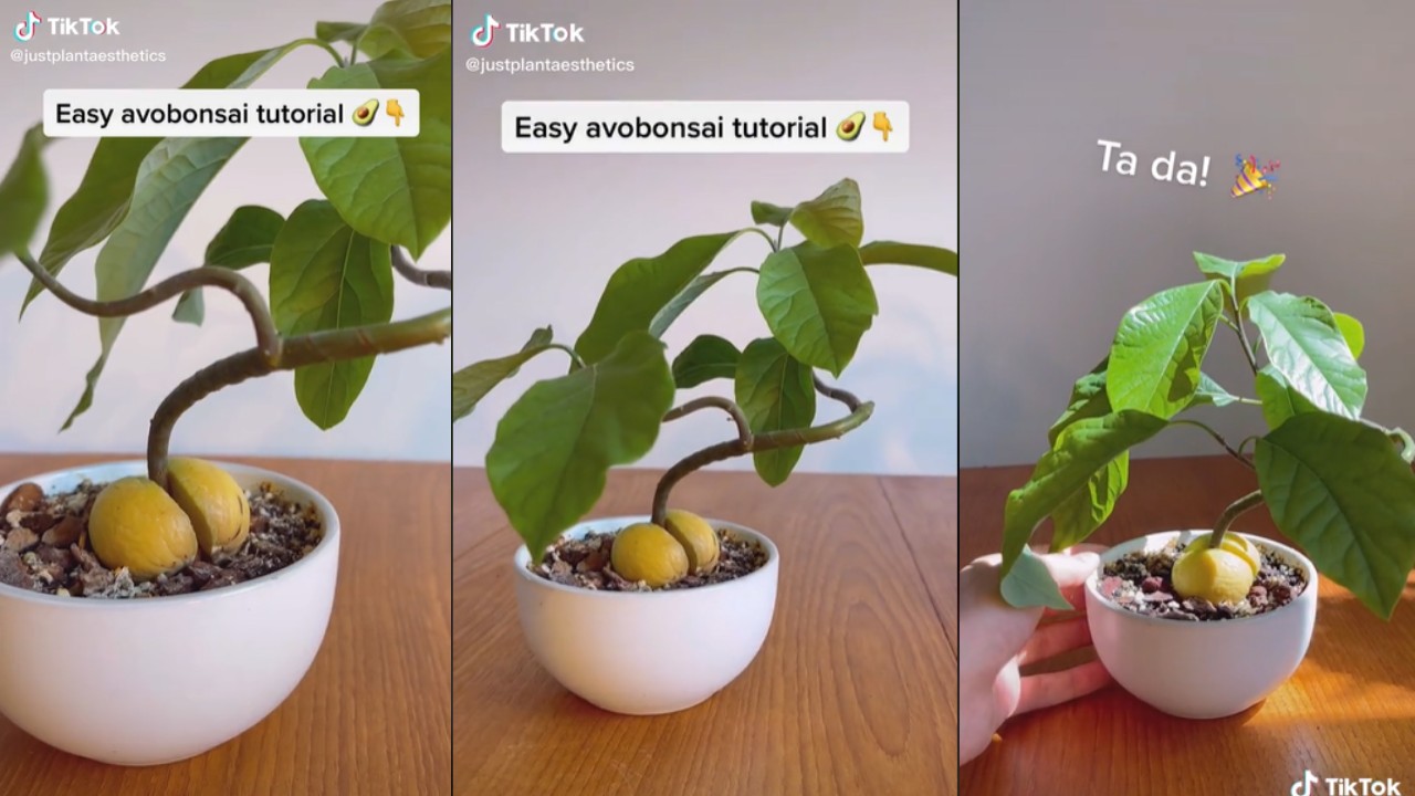 árbol bonsái con hueso de aguacate