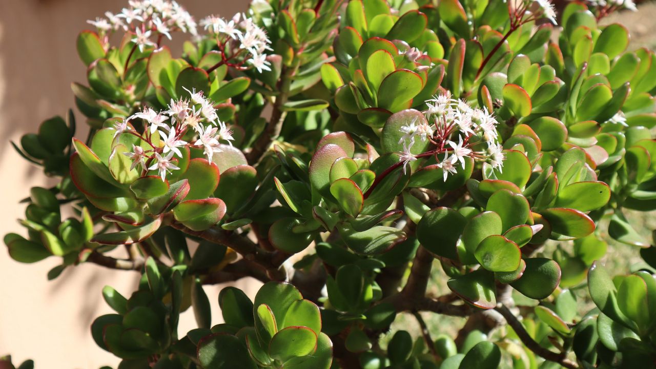 Secretos del árbol de jade