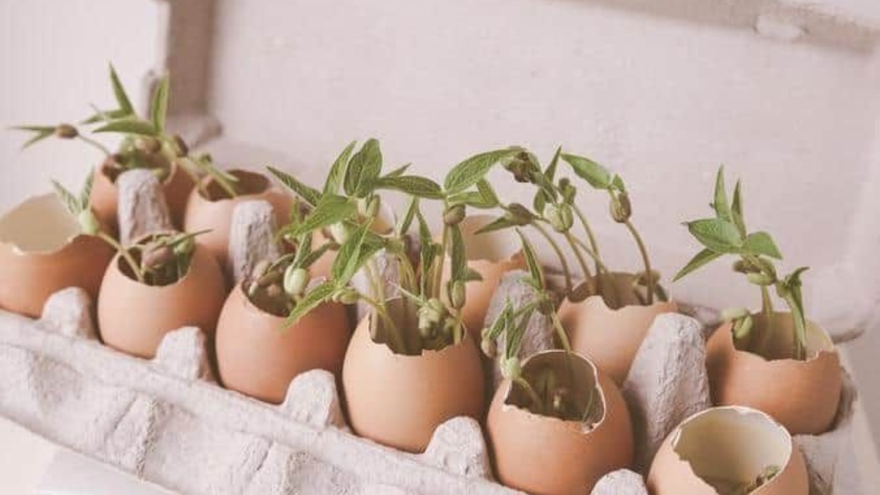 Germinar semillas en cáscaras de huevo