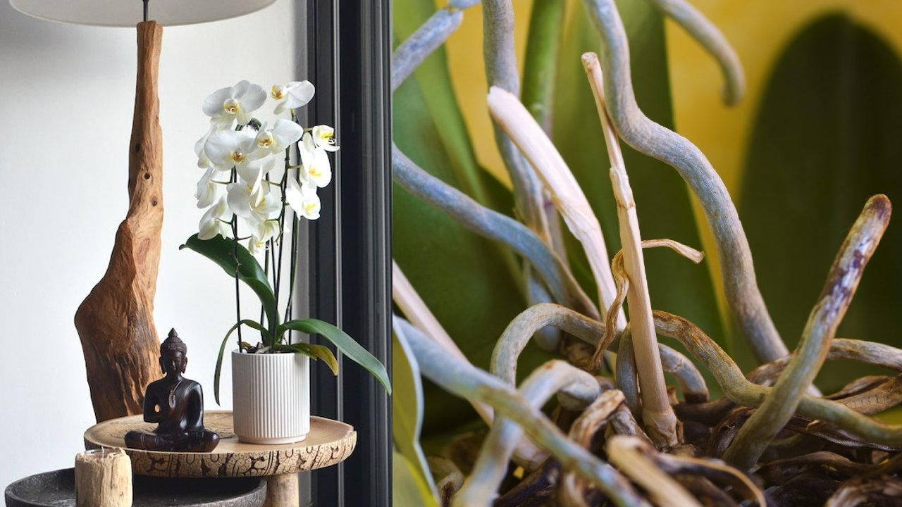 regar las orquídeas