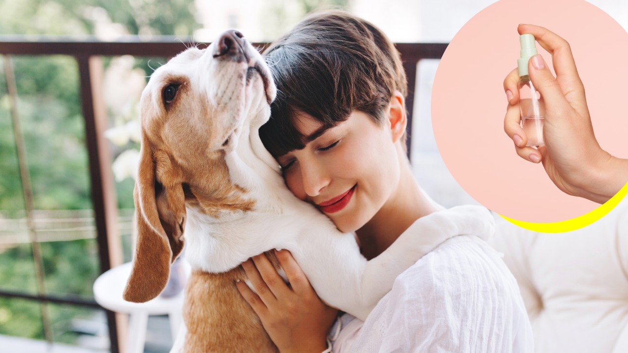 Perfume para perros casero