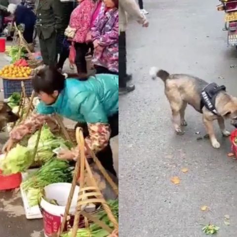 Perrito va al mercado a hacer las compras