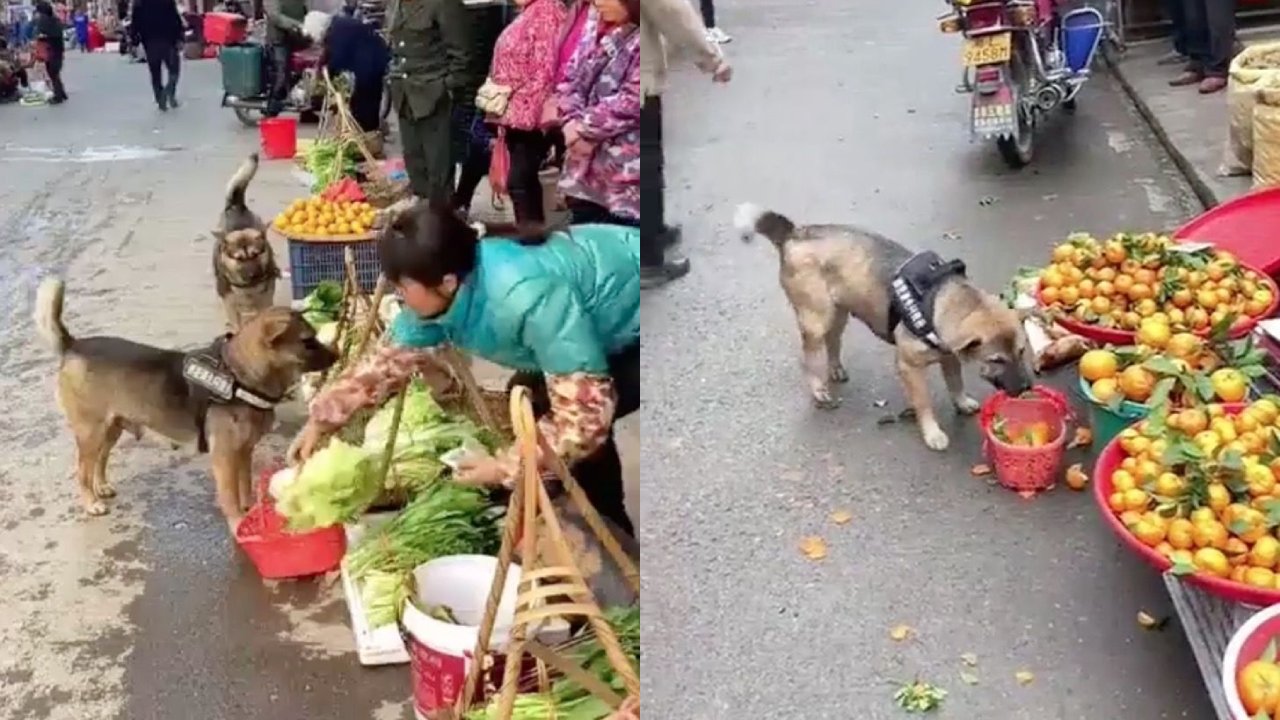Perrito va al mercado a hacer las compras