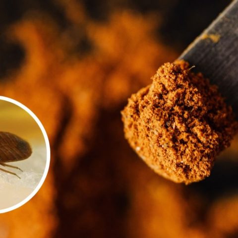 repelente de curcuma chinches