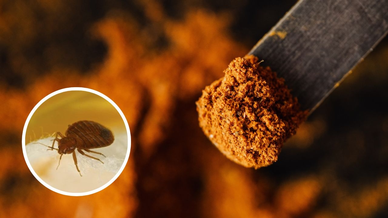 repelente de curcuma chinches