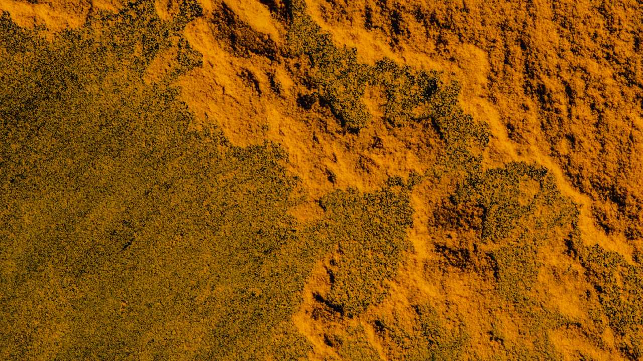 repelente de curcuma para chinches