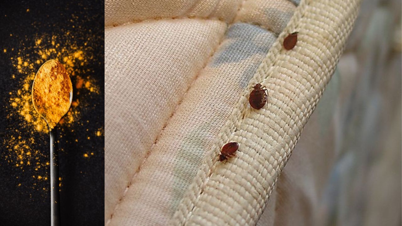 repelente de chinches