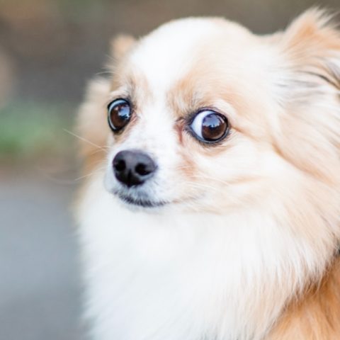 No debes pegarle a tu perro