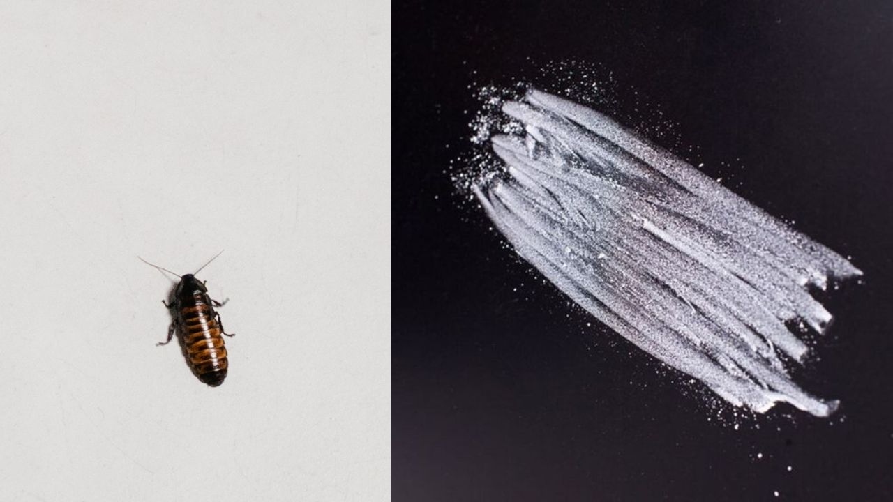 peligros usar gis matar cucarachas