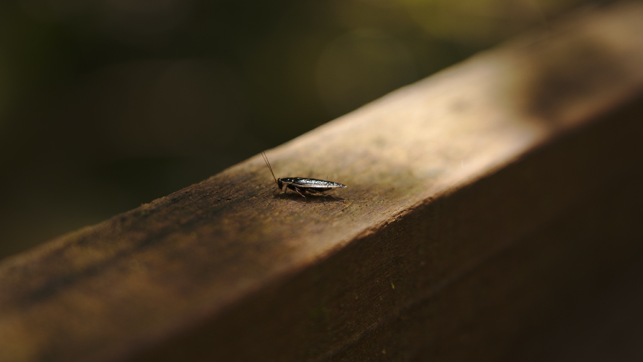 riesgos de usar gis cucarachas