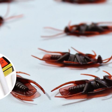 por que no usar gis cucarachas