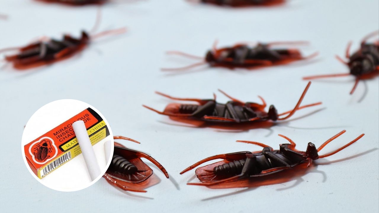 por que no usar gis cucarachas