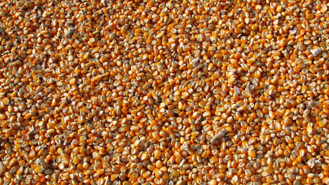 por que esta tan cara tortilla