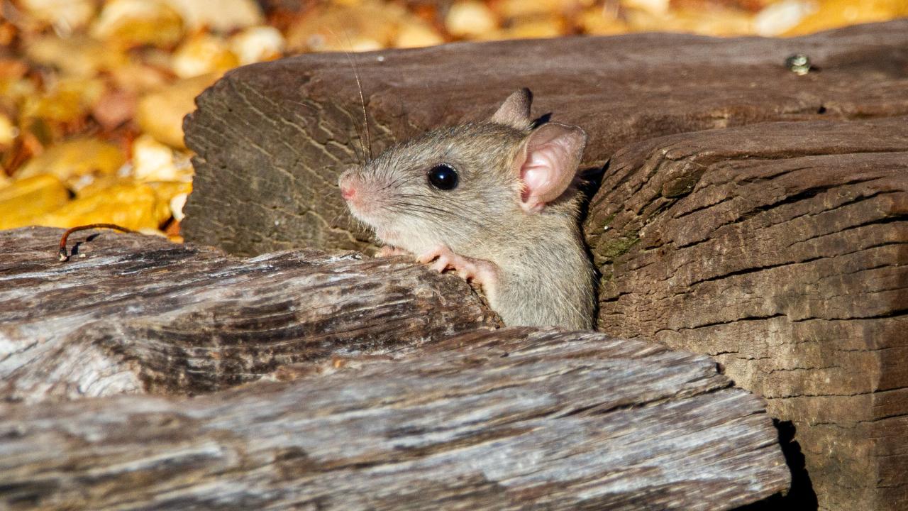 Insectos que aparecen en otoño