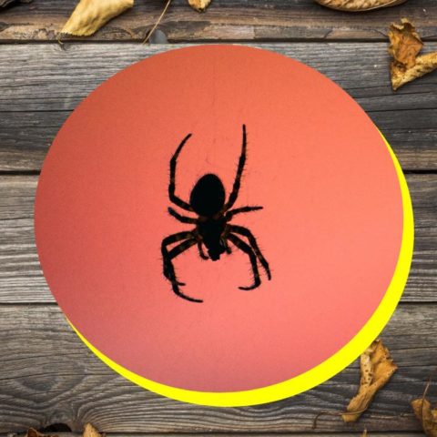 Insectos que aparecen en otoño